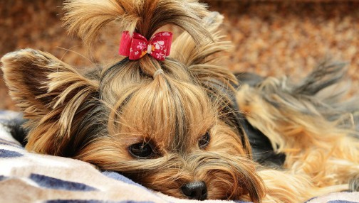 At risus pretium urna tortor metus fringilla  at elit Vestibulum