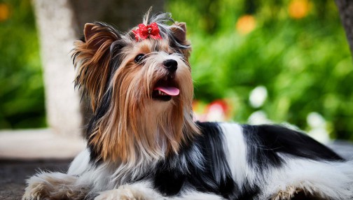 Ipsum cursus vestibulum at interdum Vivamuset dolore magna aliqua.