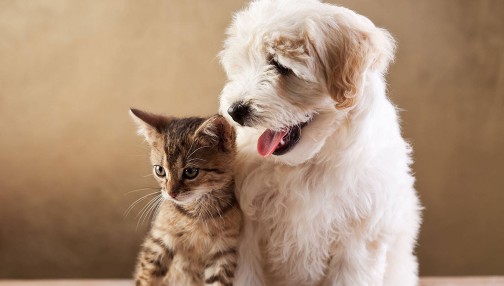 Morbi condimentum molestie Nam enim odio sodales