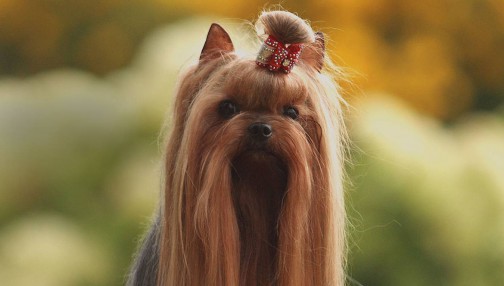 Nullam ullamcorper nisl quis ornare molestie dolor sit amet, consectetur